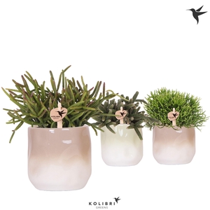 Kolibri Greens Rhipsalis mix in Gradience pot sand mix