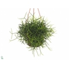 Rhipsalis heteroclada