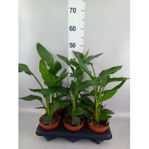 Strelitzia reg.   ...no flowers