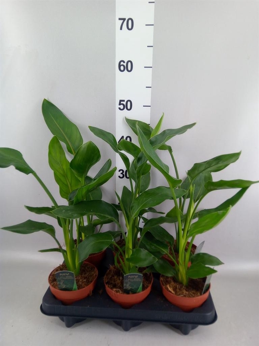 <h4>Strelitzia reg.   ...no flowers</h4>