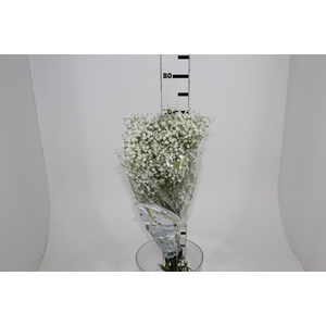 GYPSOPHILA DYNAMIC LOVE 070 CM MIN 250 GRAMAS