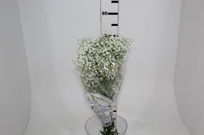 <h4>GYPSOPHILA DYNAMIC LOVE 070 CM MIN 250 GRAMAS</h4>