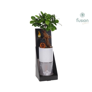 Glas tube Led planter groot met Ficus microcarpa