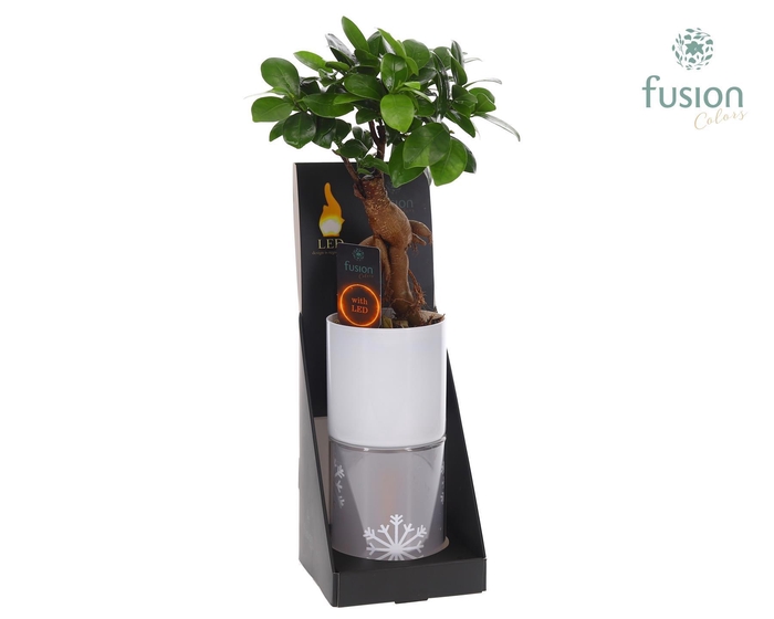 <h4>Glas tube Led planter groot met Ficus microcarpa</h4>