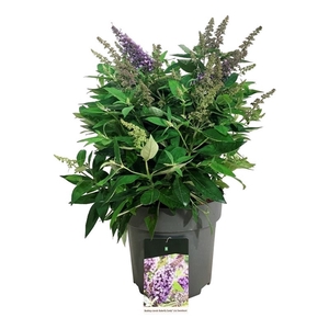 Buddleja d. B. Candy Lila Sweeth.