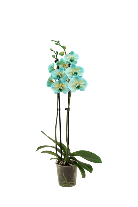 <h4>Phal I Am Bonaire 2T14+</h4>