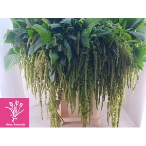 AMAR CA GREEN CORD