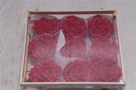 <h4>Wax Pioen Cerise</h4>