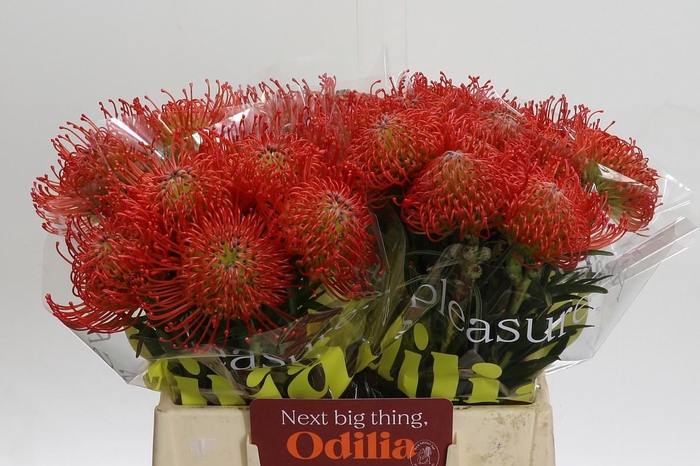 <h4>Nutans Succession</h4>