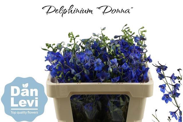 <h4>DELPH EN DONNA</h4>