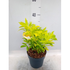 Choisya ternata