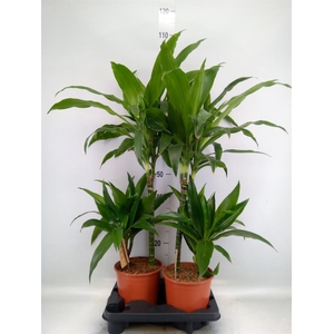 Dracaena frag. 'Janet Craig'