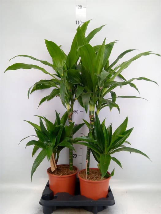 <h4>Dracaena frag. 'Janet Craig'</h4>
