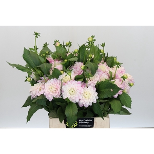 Dahlia Pink Delight