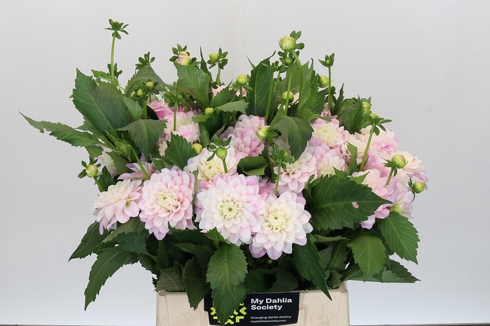 Dahlia Pink Delight