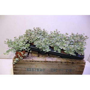 arr8 Sedum Sieboldii