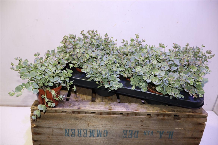 <h4>arr8 Sedum Sieboldii</h4>