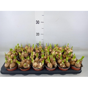 Narcissus  'Tete a tete'