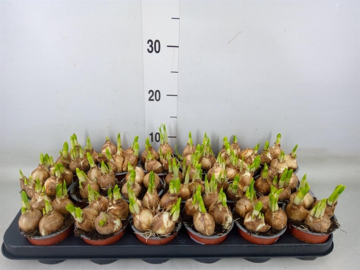 <h4>Narcissus  'Tete a tete'</h4>