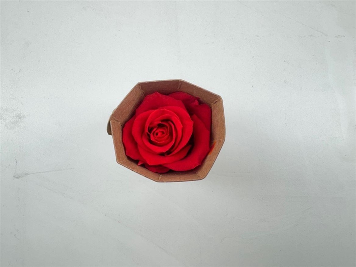 Ro Pres Medium Scarlet