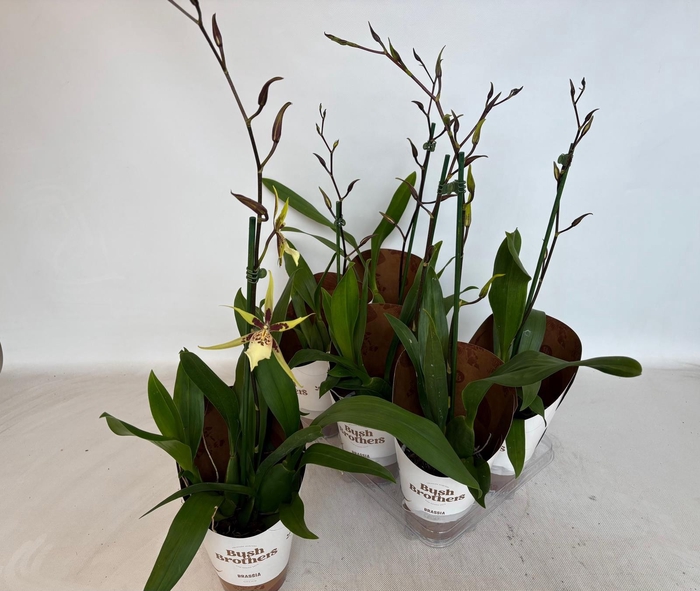 <h4>BRASSIA SUMMER DREAM</h4>