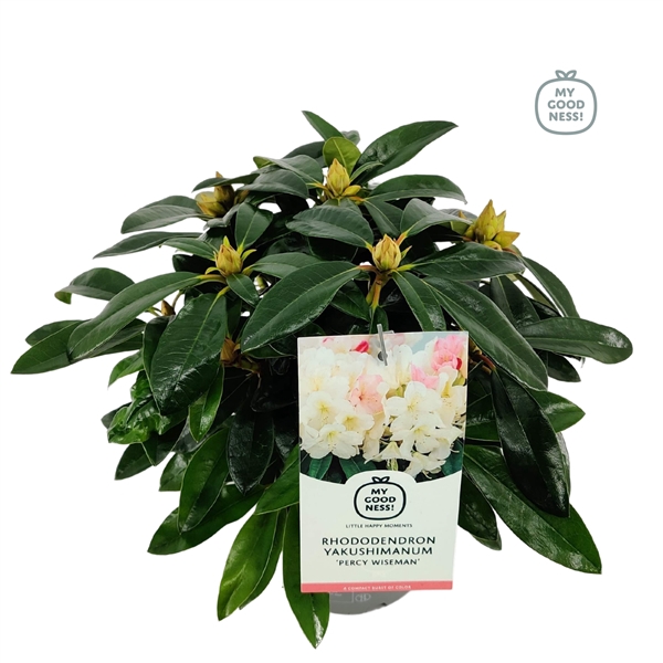 <h4>Rhododendron 30-35 /2 liter 'Percy Wiseman'</h4>