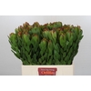 Leucadendron Goldstrike