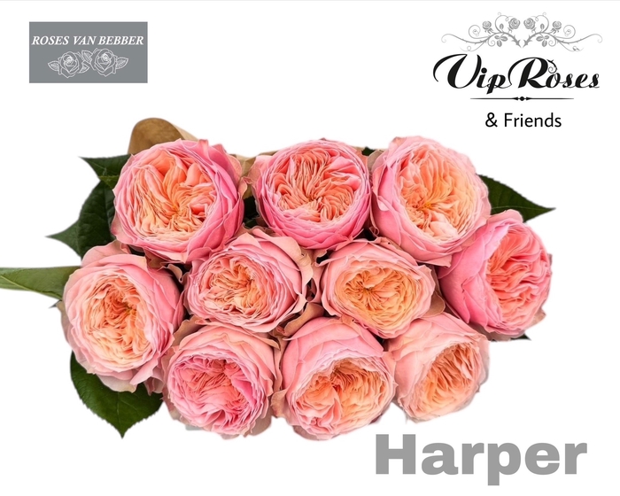 R GR HARPER!