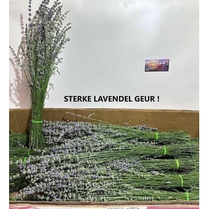 Lavandula Angust Bos