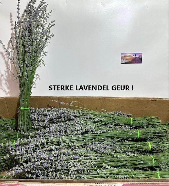 <h4>Lavandula Angust Bos</h4>