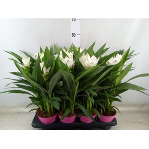 Curcuma alism. 'Siam Sisto'