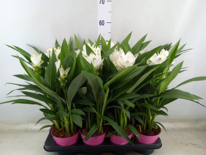 <h4>Curcuma alism. 'Siam Sisto'</h4>