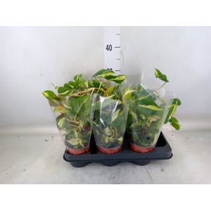 Epipremnum   ...