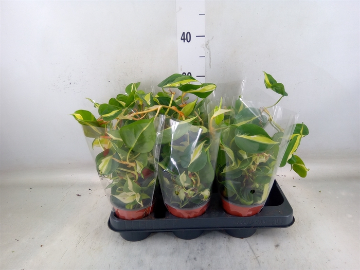 <h4>Epipremnum   ...</h4>