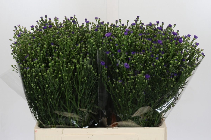 <h4>Aster Casamare</h4>