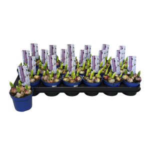 Bol op pot Scilla Tubergeniana