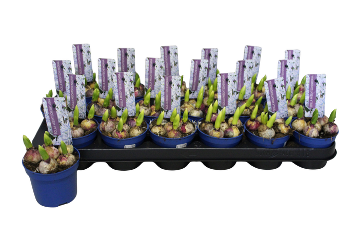 <h4>Bol op pot Scilla Tubergeniana</h4>