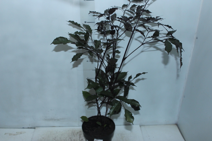 <h4>LEEA RUBRA P17</h4>