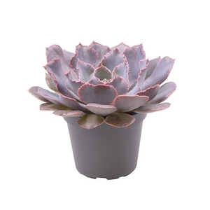 ECHEVERIA SHAVIANA P6 SHA.PINK FRILLS