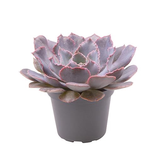 ECHEVERIA SHAVIANA P6 SHA.PINK FRILLS