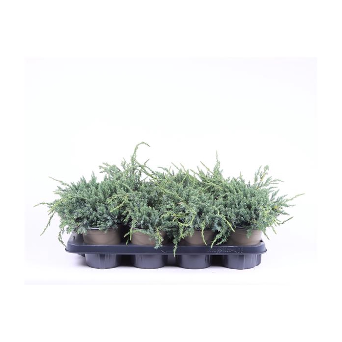 <h4>Juniperus squamata 'Blue Carpet'</h4>