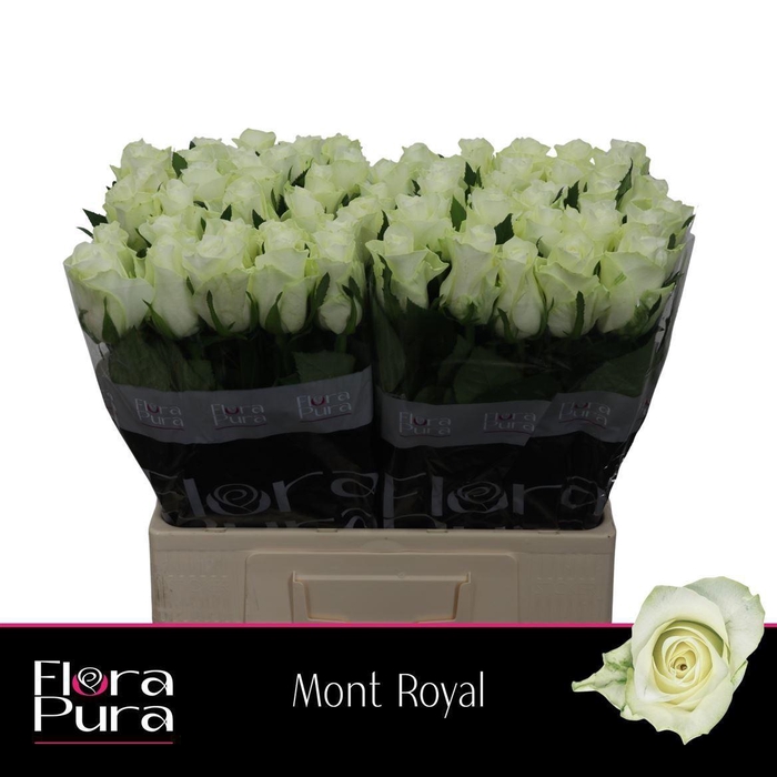 <h4>Rosa a grande fleur Mont Royal</h4>