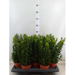 Euonymus japon. 'Green Spire'