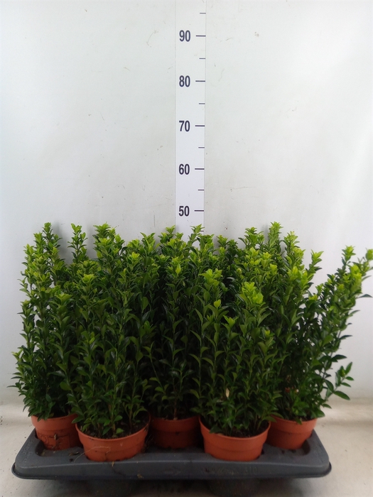 <h4>Euonymus japon. 'Green Spire'</h4>