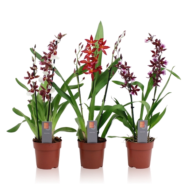 <h4>Inca Cambria Red mix 2-3 spike</h4>