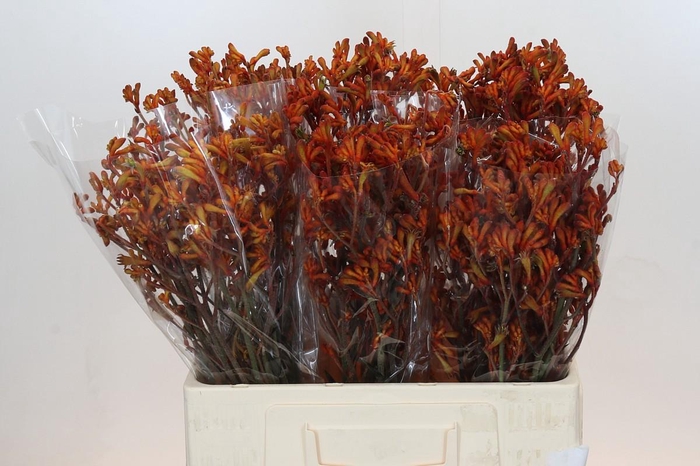 <h4>Anigozanthos Golden Girl</h4>