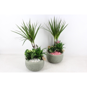 arr2 PL - Ker. bolpot groen Dracena - wit/roze