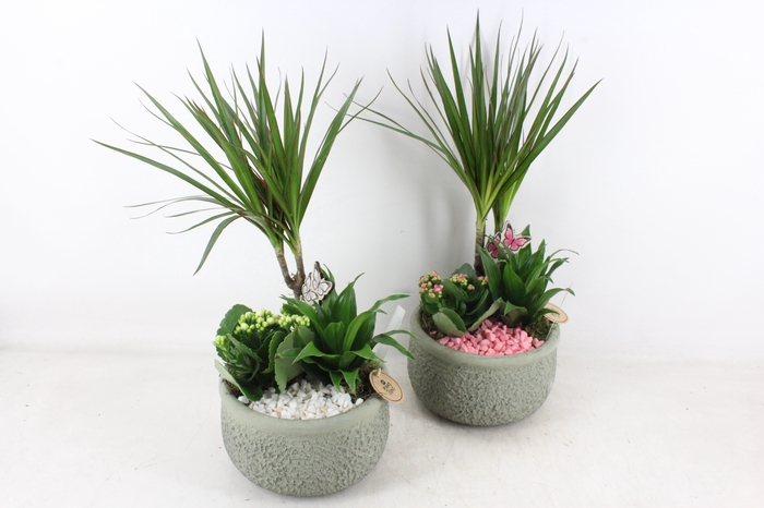 <h4>arr2 PL - Ker. bolpot groen Dracena - wit/roze</h4>