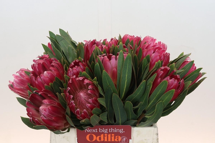 Protea Brenda