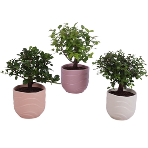 Bonsai Indoor Mix Ø 9cm Ball Shape in Ø10cm Ceramic SE660